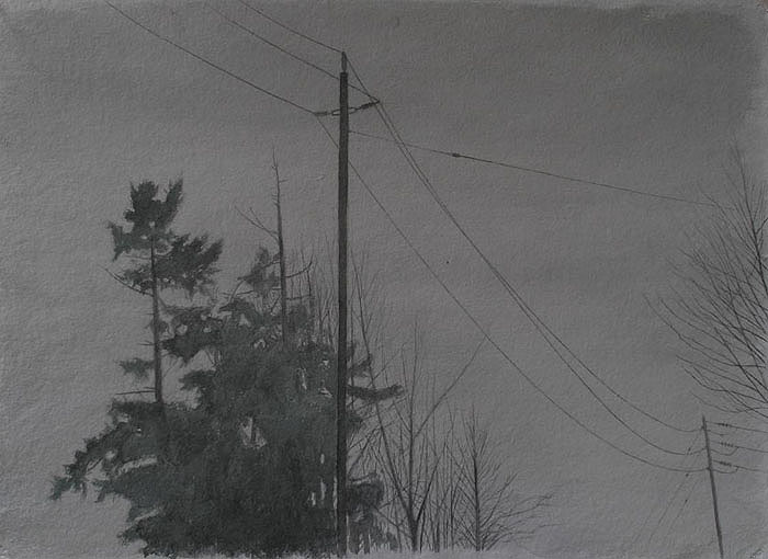 Telephone poles and winter trees