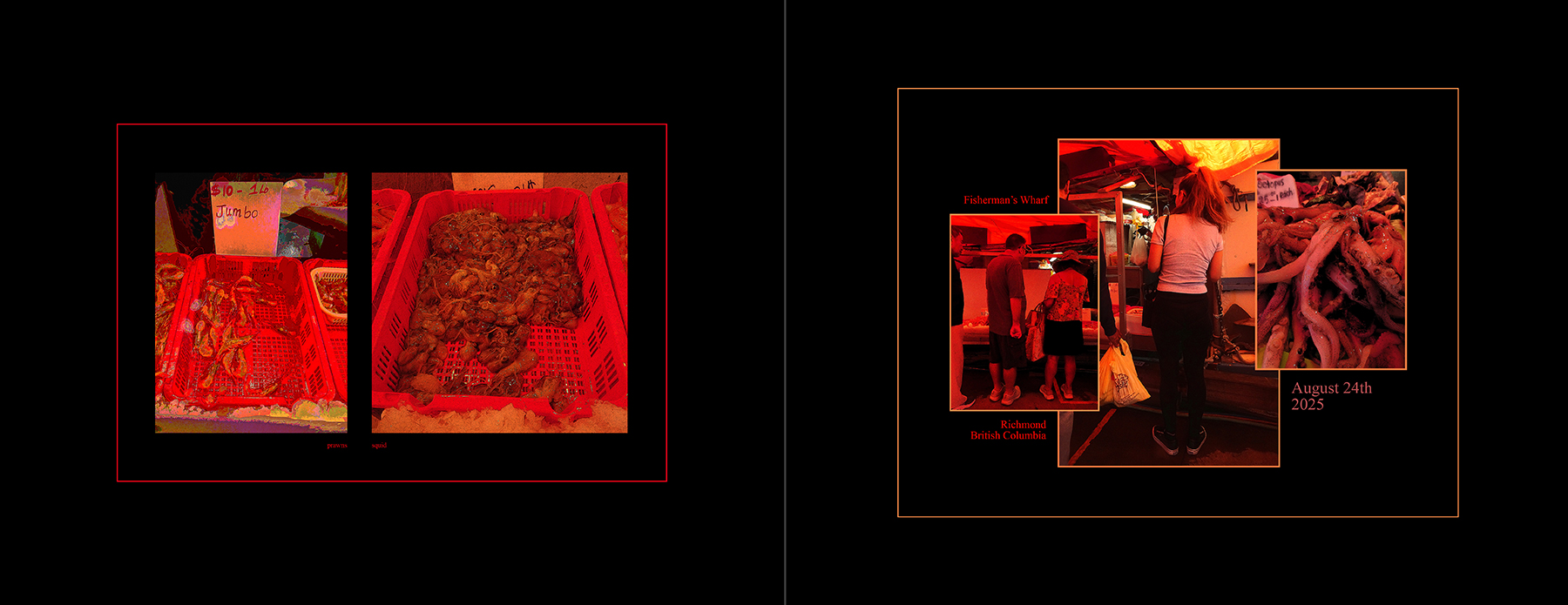 the portfolio collection