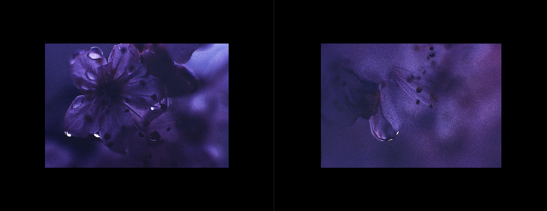 photos from Showers of Midnight Stardust [80]