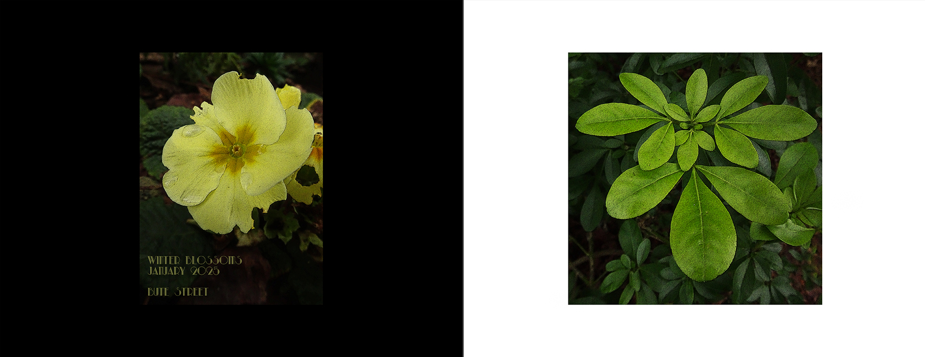 photos
