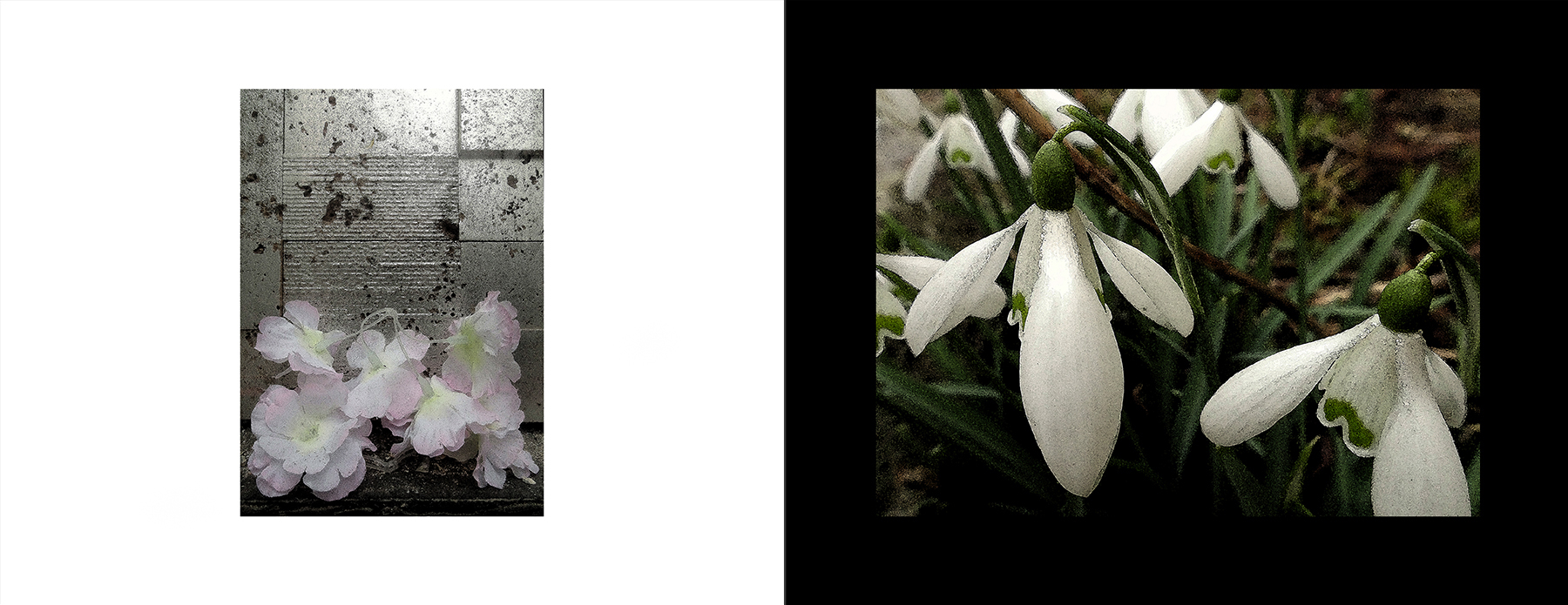 photos