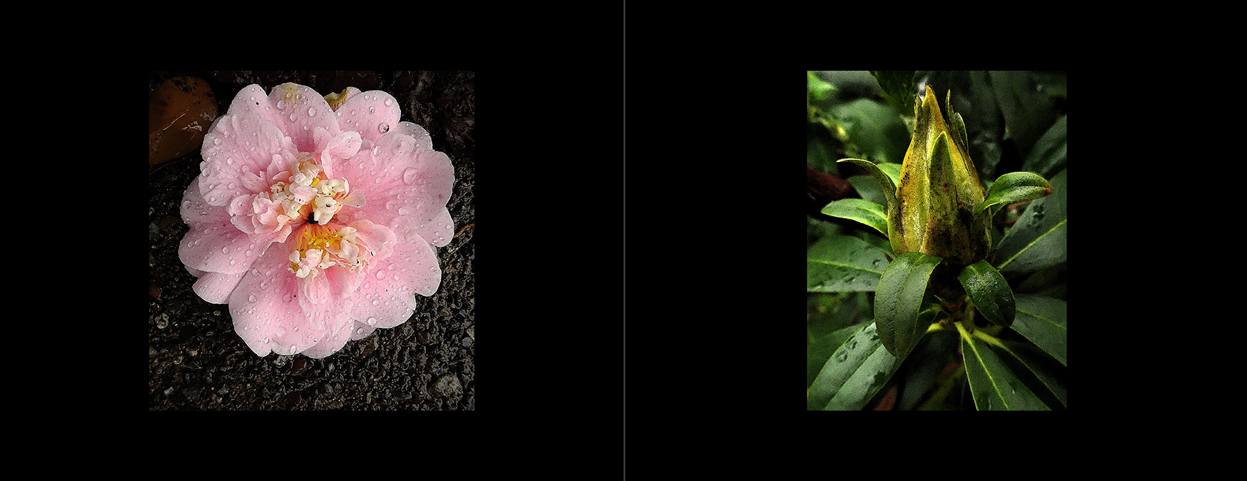 photos