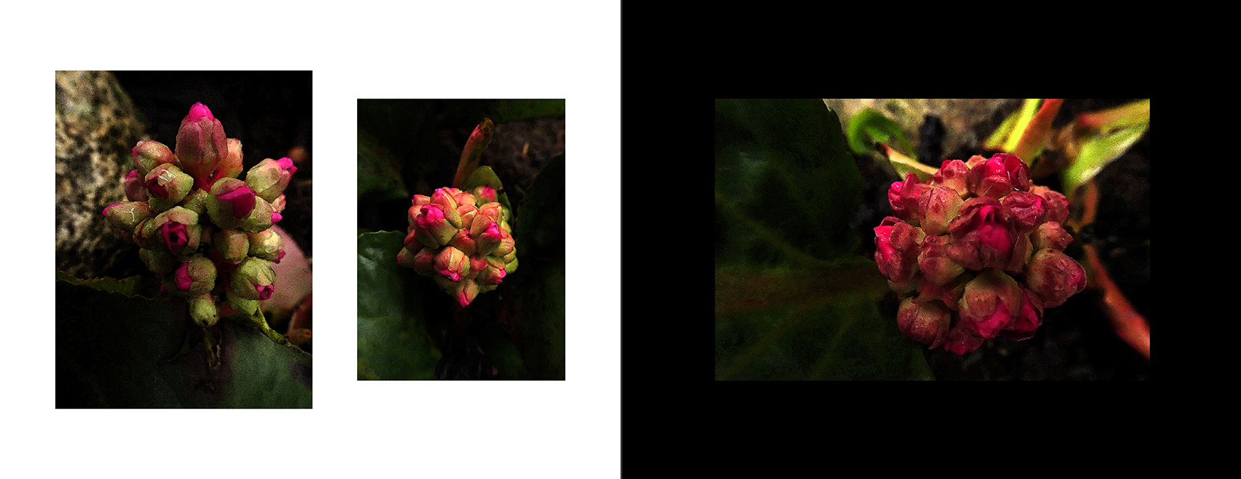 photos