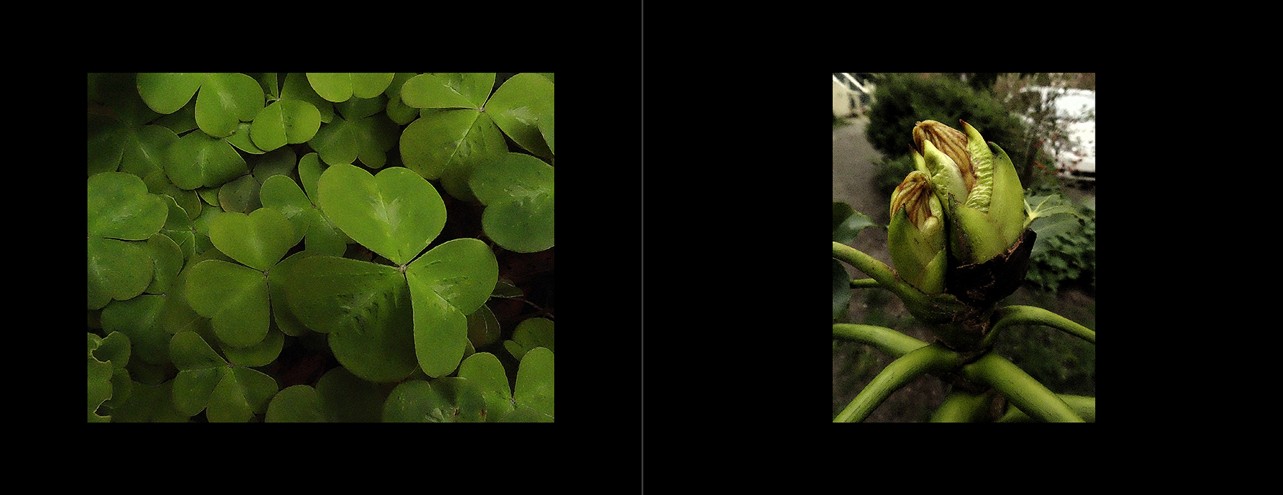 photos