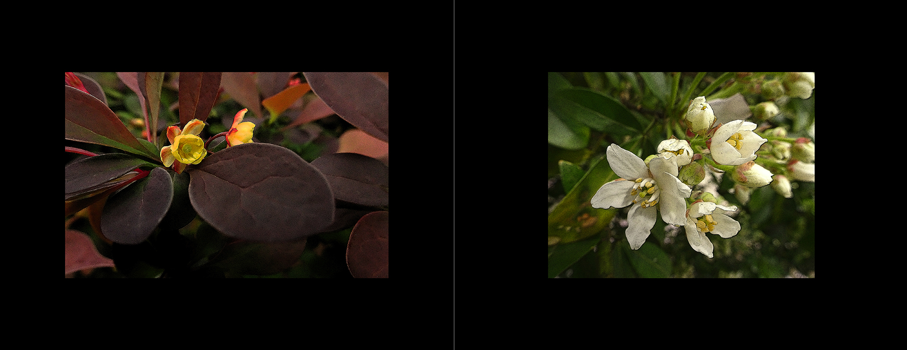 photos