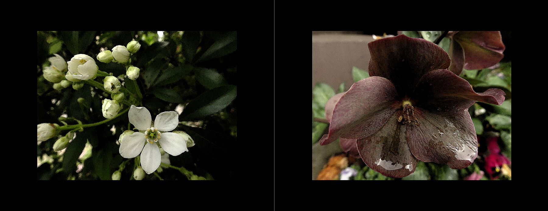 photos
