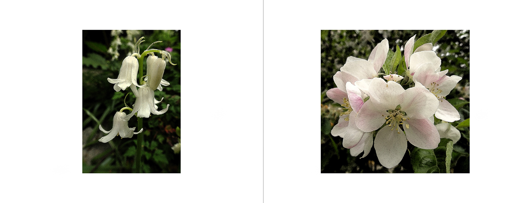 photos