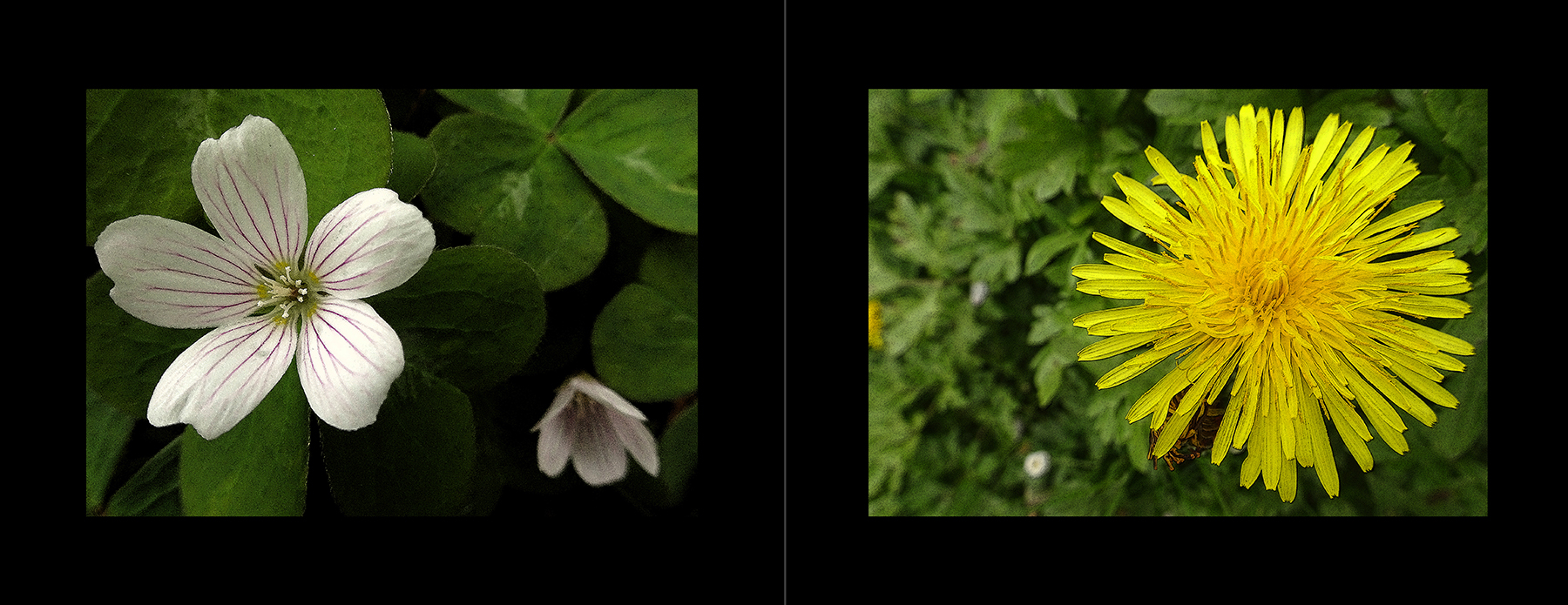 photos