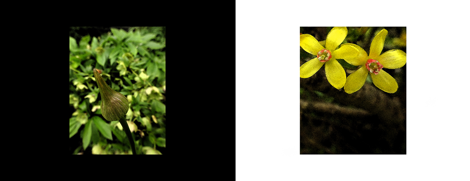 photos