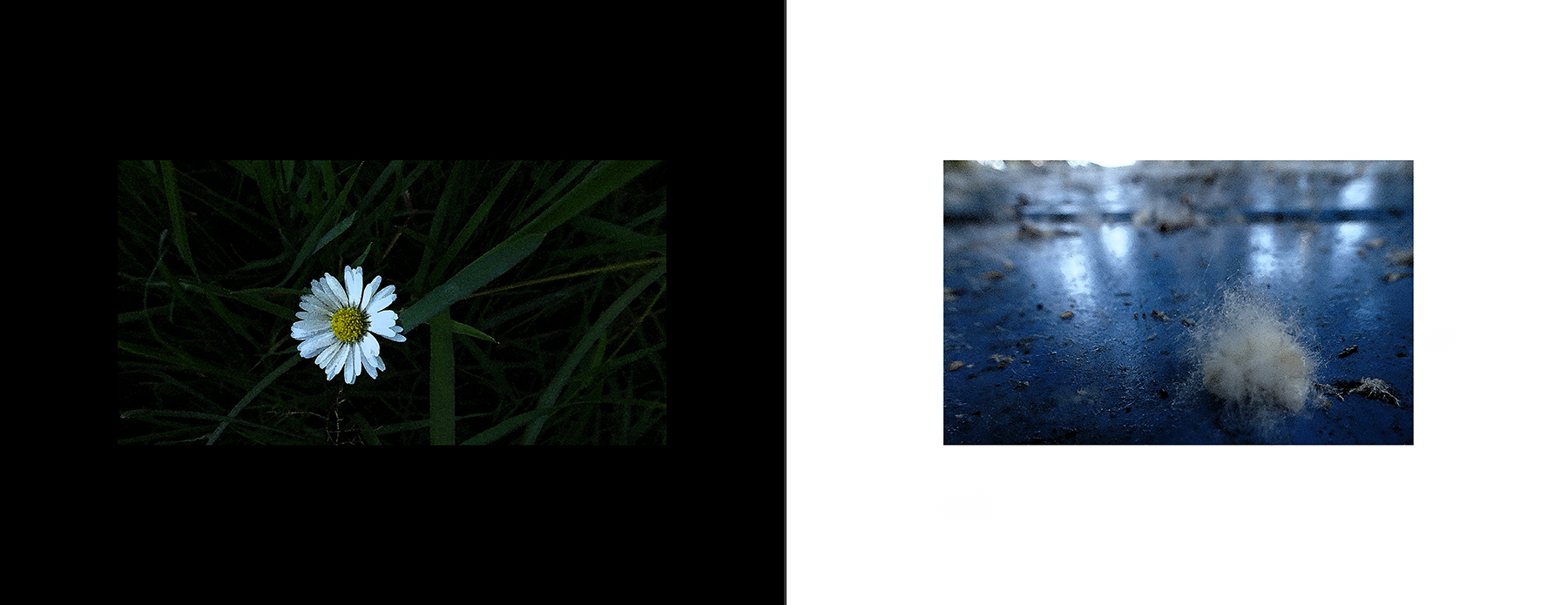 photos