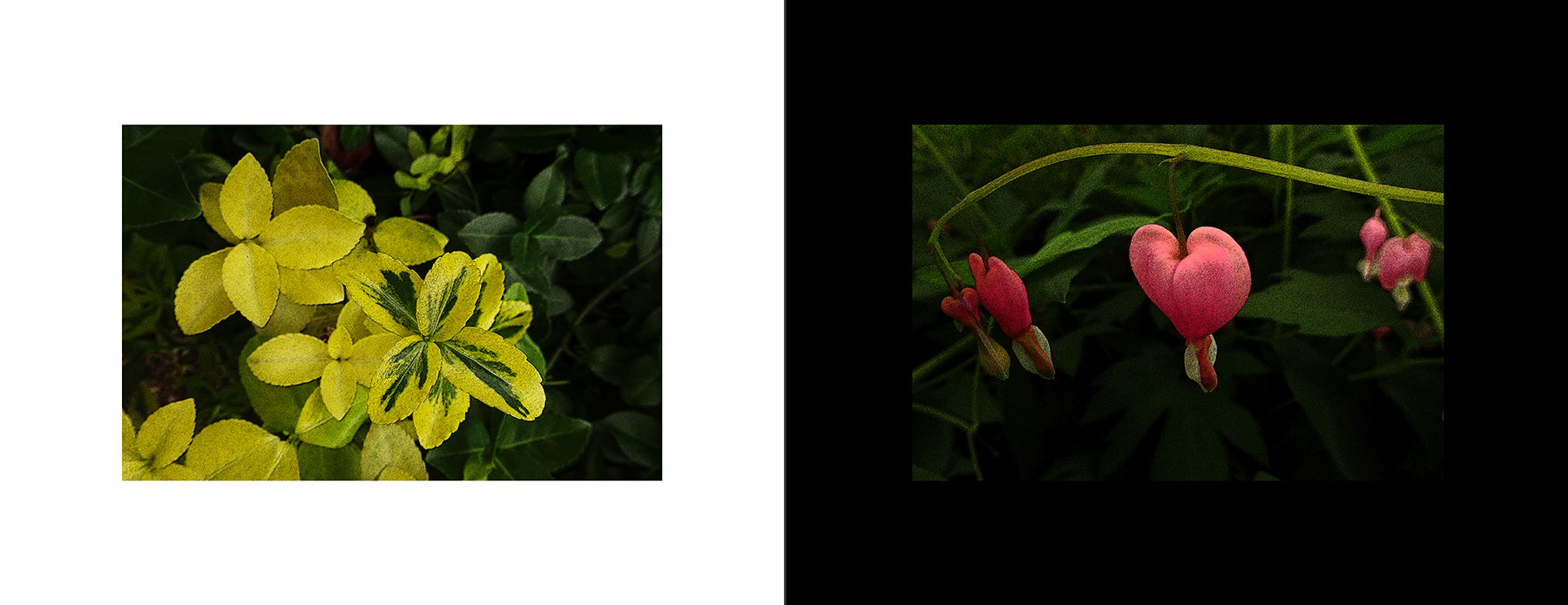 photos