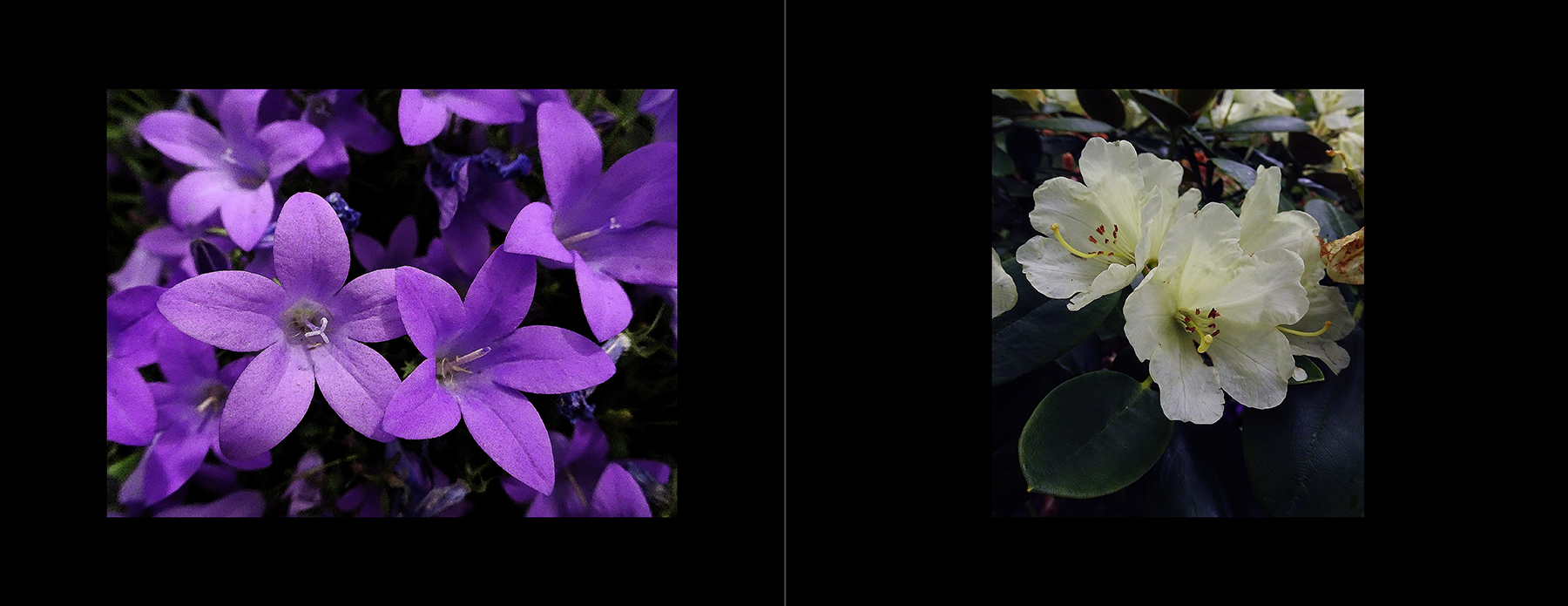 photos